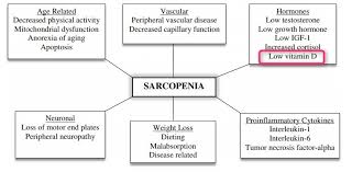 sarcopenia muscle loss and vitamin d