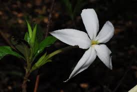 Image result for Leptactina platyphylla