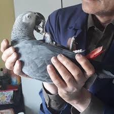 Pet sitting services are suitable for all types of pets who would feel more comfortable in their own environment. Pet Sitting And Dog Boarding Parrot Sit Pet Sitting Dog Boardi