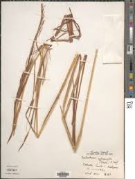 Image result for Coelorachis