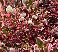 Image result for Coptosperma rhodesiacum