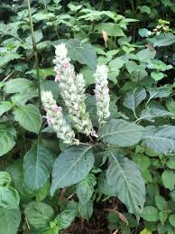 Image result for Justicia betonica