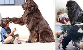 Maybe you would like to learn more about one of these? Family Approached By Strangers Offering To Pay For Picture With Their Enormous Newfoundland Dogs Daily Mail Online