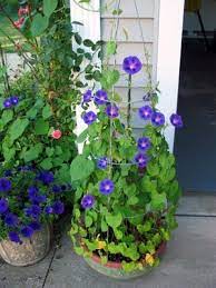 Pin On Garden Flowers And Plants