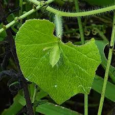 Image result for Hymenodictyon parvifolium