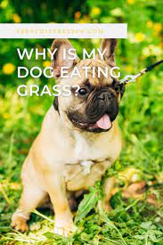 Is It Dangerous If My Puppy Eats Grass Dogs Eating Grass Dog Eating Puppy Socialization