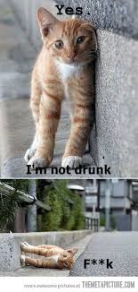 You Okay Kitty Roliga Kattbilder Roliga Djurbilder Roliga Djur Memes