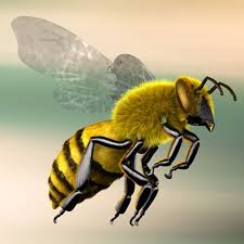 3d Model Bee Insect 3d Models Crostif 3d Model Bee Squirrel