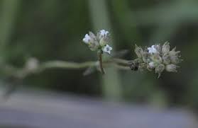 Image result for Rytigynia sp. M