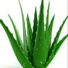 Tanaman yang satu ini jika dilihat dari bentuknya mirip dengan bunga gambar lidah buaya. Lidah Buaya Aloe Vera Bibit Tanaman Pelepah Tanaman Lidah Buaya Untuk Kecantikan Kesehatan Shopee Indonesia