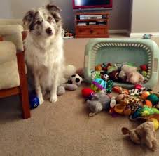 Linq S Everyday Life Dog Breeds Dogs Best Dog Breeds
