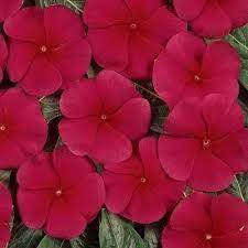 Vinca Rosea Nana Red Dark Dwarf