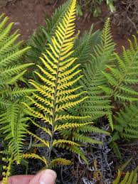 Image result for Pityrogramma aurantiaca