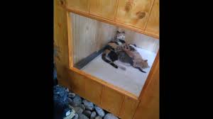 Noi di edil legno siamo specializzati ad esempio nella realizzazione di casette in legno su misura. Casetta In Legno Per Gattini Fai Da Te Youtube
