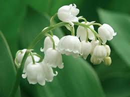 We did not find results for: Love Flowers But Think Your Garden Doesn T Get Enough Sun Here Are A Few Flowers That Grow Happily D Best Smelling Flowers Smelling Flowers Lily Of The Valley