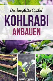 Der Komplette Kohlrabi Guide Pflanzen Anbauen Ernten Wurzelwerk