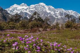 Check spelling or type a new query. 2 Days Yumthang Valley Tour Best Places To See In Sikkim