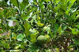 Anak pokok limau purut untuk dijual. Pembekal Daun Limau Purut