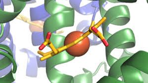 Biological Science Freeman 6th Edition Quizlet Principles Of Biochemistry Harvard University