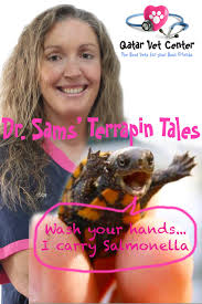 Turtles in Qatar. Here in Qatar we get sea turtles nesting along our  coastlines, but we are much more likely to see turtles as a result of the  pet trade. One of