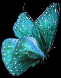 Gorgeous Teal Colored Butterfly Beautiful Butterflies Butterfly Butterfly Flowers