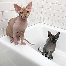 Sphynx cats are far more than just hairless cats. Sphynx Cat Wikipedia