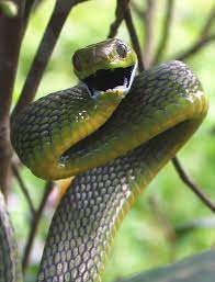 Boiga Cyanea Wikipedia The Free Encyclopedia Snake Snake Photos Beautiful Snakes