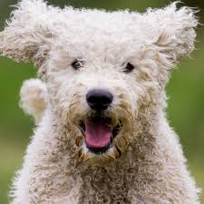 As he's getting older we have been my family has narrowed it down to golden doodles or poodles (both at standard sizes). Labradoodle Study Reveals Dogs Are Actually Mostly Poodle Dogs The Guardian