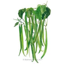 I like this green beans, potatoes, and ham recipe because of the mix of flavors. French Filet Bush Bean Seeds Vegetables Botanical Interests