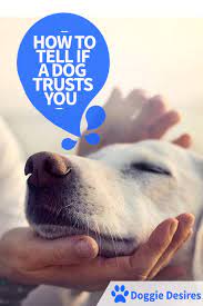 Check spelling or type a new query. How To Build Trust With Your Dog Arxiusarquitectura