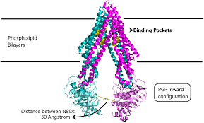 Image result for P-Glycoprotein
