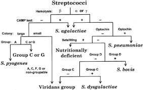 Image result for Group D Streptococcus