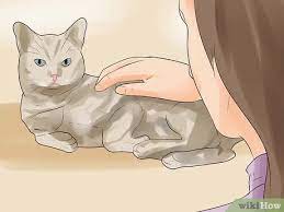 How To Know If Your Cat Is Dying 15 Steps With Pictures