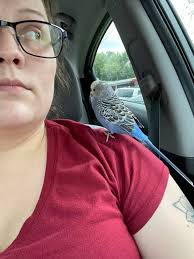 The chronicles of BLU IM DRIVING can you see him in the back window. He's  now back in the cage bird jail