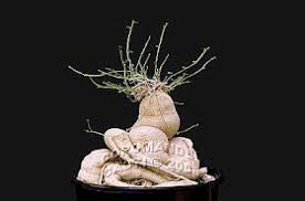 Image result for Kedrostis nana