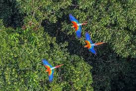 Their vivid yellow and blue markings are nature's way of. 17 Biggest And Popular Rainforests In The World That Might Surprise You Conserve Energy Future