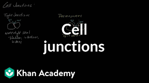 Check spelling or type a new query. Cell Junctions Video Cells Khan Academy