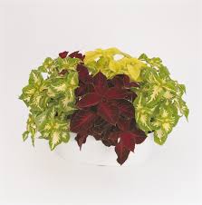 Image result for Coleus meyeri