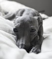 Black And White Greyhound Puppy Sweet Life With Images Whippet Puppies Italian Greyhound Puppies Greyhound Puppy