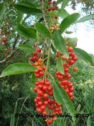 Image result for Citharexylum