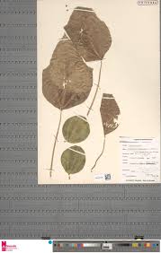 Image result for Tricalysia niamniamensis