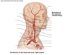 There are four carotid arteries, two on each side of the neck: Figure 19 22b Arteries Of The Head Neck And Brain Diagram Quizlet