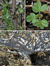 Image result for Commiphora angolensis