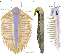 Image result for Trilepisium