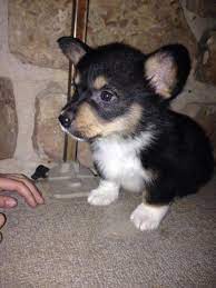 Maybe you would like to learn more about one of these? Welsh Corgi Pets And Animals For Sale Tennessee