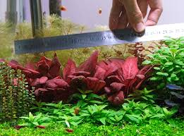 Image result for Samolus