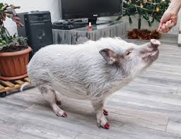 1 Otmetok Nravitsya 0 Kommentariev Klub Lyubitelej Hryush Clubbabai V Instagram Minipigi Puhlya A Vam Bolshe Nravitsya Man In 2020 Mini Pigs Mini Pig Small Pigs