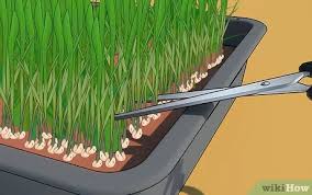 We'll explain the exact the bottom line is that wheatgrass is an extremely nutritious superfood that happens to be easy to grow at home. How To Grow Wheatgrass At Home 13 Steps With Pictures Wikihow