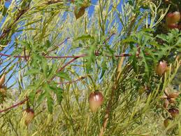 Image result for Merremia verecunda