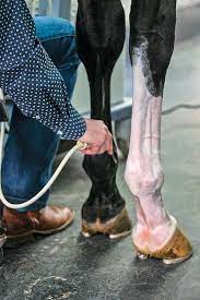 Your horse has a tendon injury, and you won't be doing much riding this summer. Equine Tendon Injuries Reducing The Strain The Horse